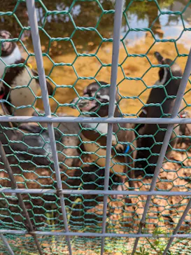 天王寺動物園に投稿された画像（2022/5/18）