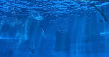 名古屋港水族館に投稿された画像（2022/5/18）