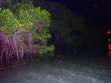 石垣島 ADVENTURE PiPi（イシガキジマアドベンチャーピピ）に投稿された画像（2022/5/18）