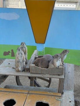 淡路ファームパーク イングランドの丘に投稿された画像（2022/5/18）