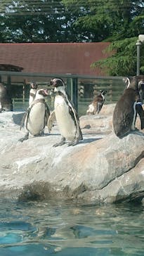 東武動物公園に投稿された画像（2022/5/19）