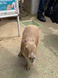 伊豆シャボテン動物公園に投稿された画像（2022/5/19）