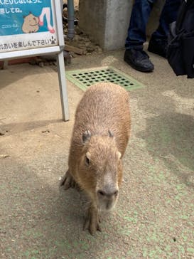 伊豆シャボテン動物公園に投稿された画像（2022/5/19）