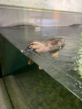 滋賀県立琵琶湖博物館に投稿された画像（2022/5/19）