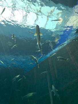 滋賀県立琵琶湖博物館に投稿された画像（2022/5/19）