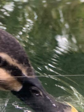 滋賀県立琵琶湖博物館に投稿された画像（2022/5/19）