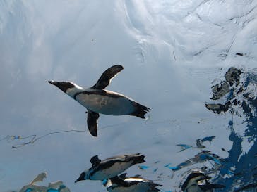 サンシャイン水族館に投稿された画像（2022/5/19）