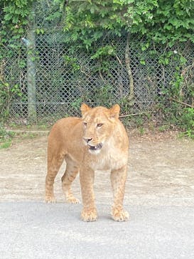 群馬サファリパークに投稿された画像（2022/5/19）