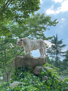 群馬サファリパークに投稿された画像（2022/5/19）