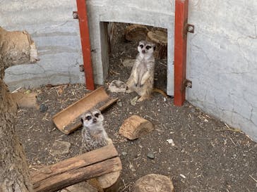 群馬サファリパークに投稿された画像（2022/5/19）