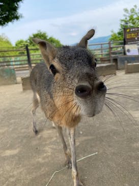 群馬サファリパークに投稿された画像（2022/5/19）