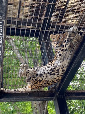 群馬サファリパークに投稿された画像（2022/5/19）