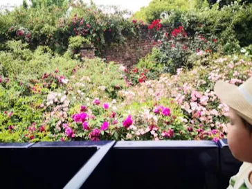 ひらかたパークに投稿された画像（2022/5/19）