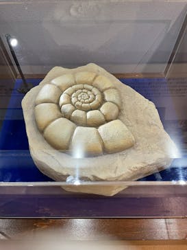 国立科学博物館　特別企画展「ポケモン化石博物館」に投稿された画像（2022/5/19）