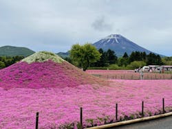 富士芝桜まつり(富士本栖湖リゾート)に投稿された画像（2022/5/20）
