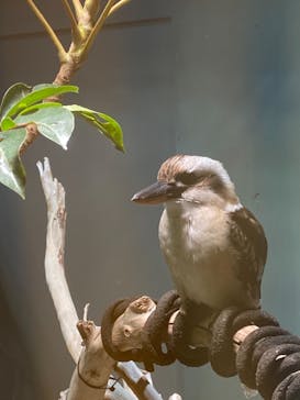 カワスイ 川崎⽔族館に投稿された画像（2022/5/20）