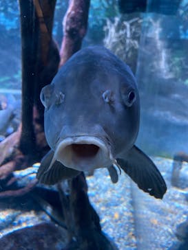 カワスイ 川崎⽔族館に投稿された画像（2022/5/20）