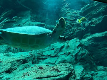 大分マリーンパレス水族館 「うみたまご」に投稿された画像（2022/5/20）