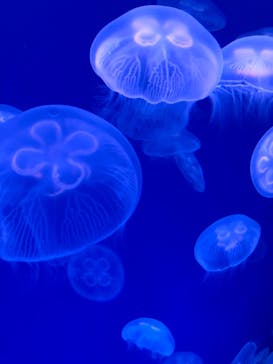 大分マリーンパレス水族館 「うみたまご」に投稿された画像（2022/5/20）