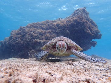 宮古島 ADVENTURE PiPi（ミヤコジマ アドベンチャー ピピ）に投稿された画像（2022/5/20）