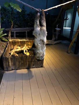 カワスイ 川崎⽔族館に投稿された画像（2022/5/20）