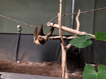 カワスイ 川崎⽔族館に投稿された画像（2022/5/20）