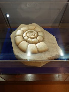 国立科学博物館　特別企画展「ポケモン化石博物館」に投稿された画像（2022/5/20）