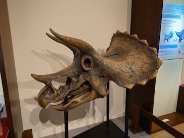 国立科学博物館　特別企画展「ポケモン化石博物館」に投稿された画像（2022/5/20）