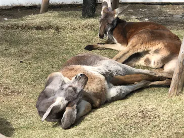 神戸どうぶつ王国に投稿された画像（2022/5/21）