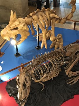 国立科学博物館　特別企画展「ポケモン化石博物館」に投稿された画像（2022/5/21）