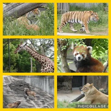 天王寺動物園に投稿された画像（2022/5/21）