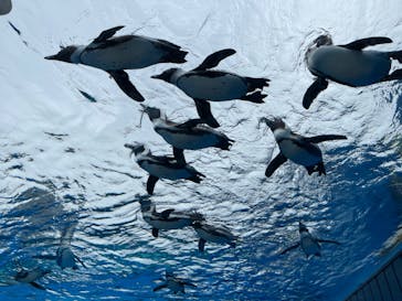 サンシャイン水族館に投稿された画像（2022/5/21）