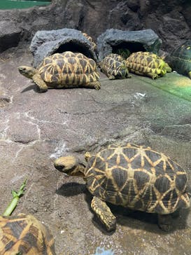サンシャイン水族館に投稿された画像（2022/5/21）
