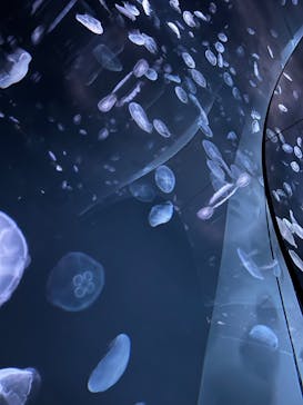 サンシャイン水族館に投稿された画像（2022/5/21）