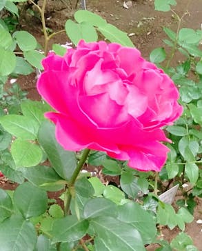 鳩山会館に投稿された画像（2022/5/21）