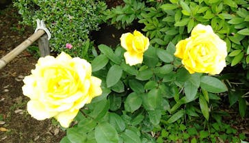 鳩山会館に投稿された画像（2022/5/21）