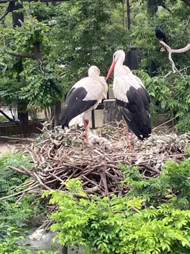 天王寺動物園に投稿された画像（2022/5/21）