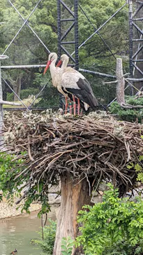 天王寺動物園に投稿された画像（2022/5/21）