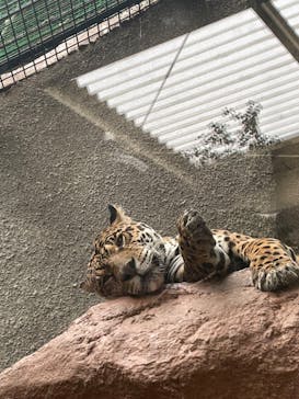 那須どうぶつ王国に投稿された画像（2022/5/21）