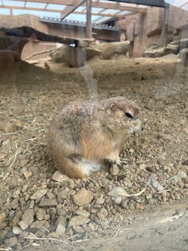 那須どうぶつ王国に投稿された画像（2022/5/21）