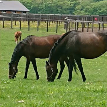 ノーザンホースパークに投稿された画像（2022/5/21）