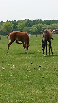 ノーザンホースパークに投稿された画像（2022/5/21）