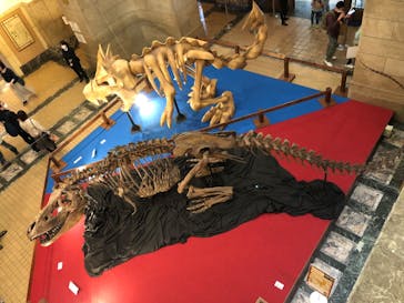 国立科学博物館に投稿された画像（2022/5/21）