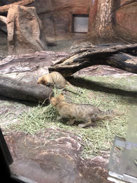 那須どうぶつ王国に投稿された画像（2022/5/21）