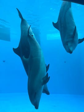 名古屋港水族館に投稿された画像（2022/5/21）