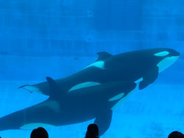 名古屋港水族館に投稿された画像（2022/5/21）