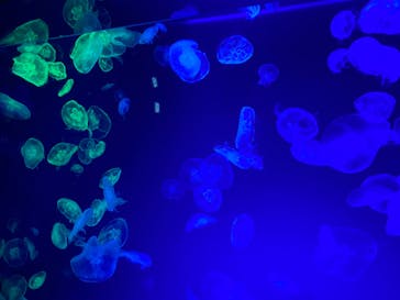 名古屋港水族館に投稿された画像（2022/5/21）