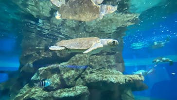 名古屋港水族館に投稿された画像（2022/5/21）