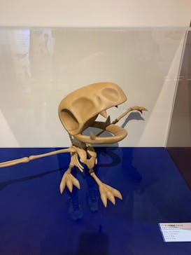 国立科学博物館　特別企画展「ポケモン化石博物館」に投稿された画像（2022/5/21）