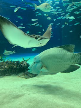 サンシャイン水族館に投稿された画像（2022/5/21）